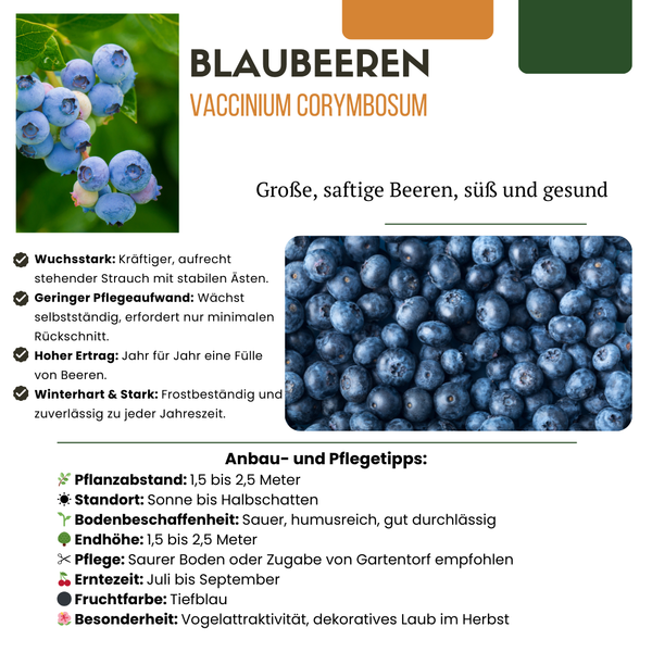 Heidelbeere – Vaccinium corymbosum – Ansicht 6