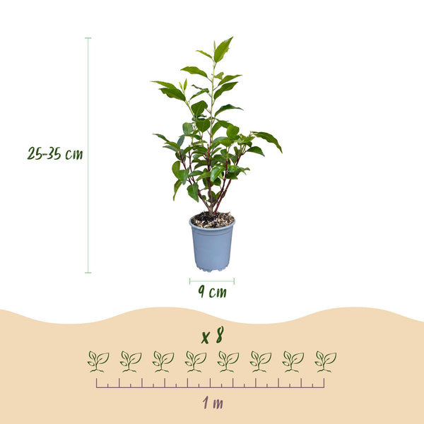 Portugiesischer Lorbeer ‚Angustifolia' – Prunus lusitanica – Ansicht 4