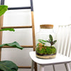 Flaschengarten-Set „Milky" – DIY-Terrarium mit Licht – Ansicht 4