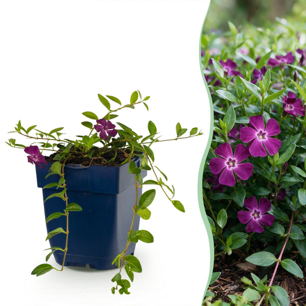 Kleines Immergrün ‚Atropurpurea' – Vinca minor