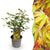 Fächerahorn ‚Little Princess' – Acer palmatum – Standard
