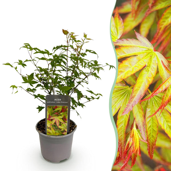 Fächerahorn ‚Little Princess' – Acer palmatum – Standard