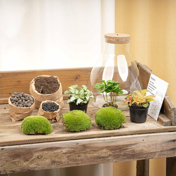 Flaschengarten-Set „Sam" – DIY-Terrarium mit Lampe und Kaffeepflanze – Ansicht 5