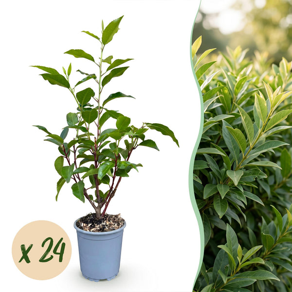Portugiesischer Lorbeer ‚Angustifolia' – Prunus lusitanica