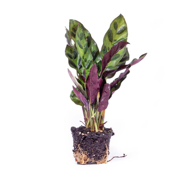 Calathea lancifolia – Ansicht 4