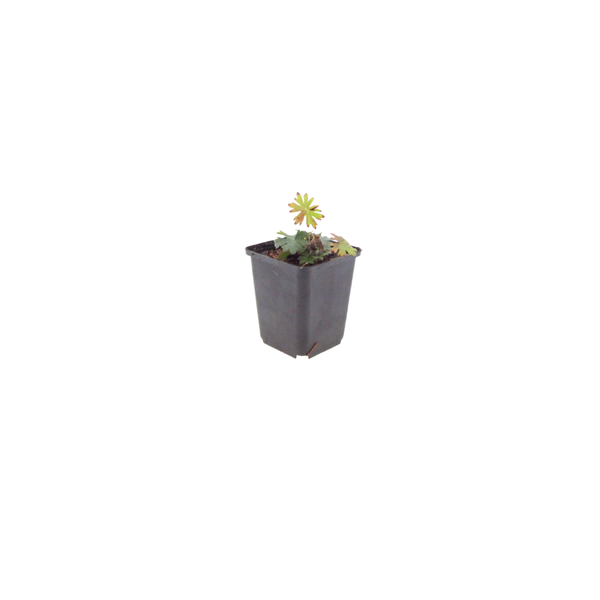 Blutroter Storchschnabel – Geranium sanguineum – Ansicht 2