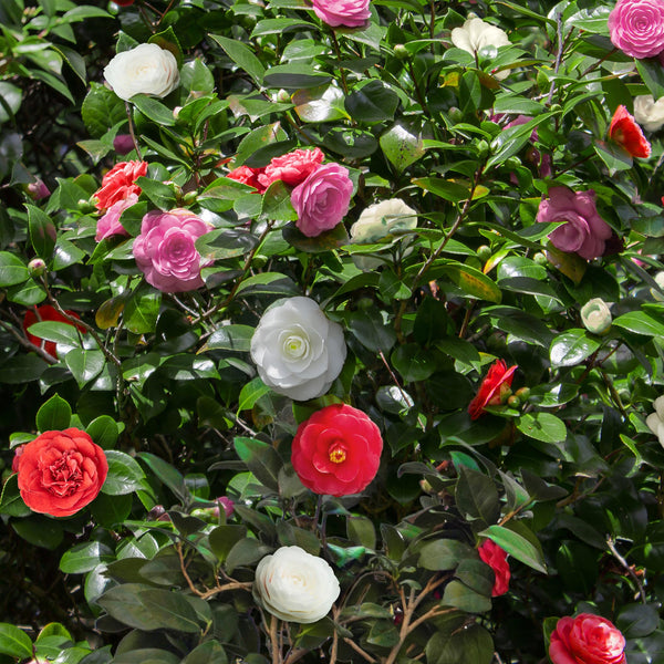 Kamelie ‚Tricolour' – Camellia japonica – Ansicht 4