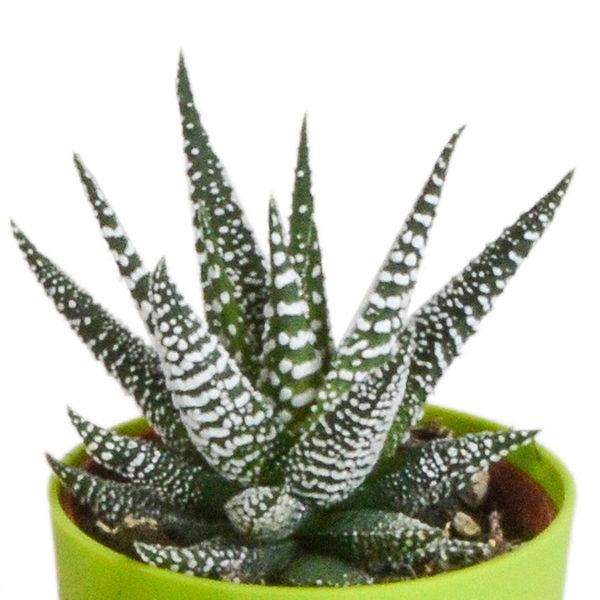 Sukkulenten-Set „Gasteria & Haworthia-Mix" – Gasterien und Haworthien – Ansicht 11