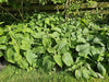 Brandkraut – Phlomis russeliana – Ansicht 6
