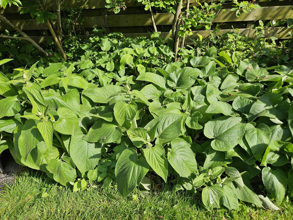 Brandkraut – Phlomis russeliana – Ansicht 6