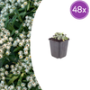 Silberimmortelle – Anaphalis triplinervis
