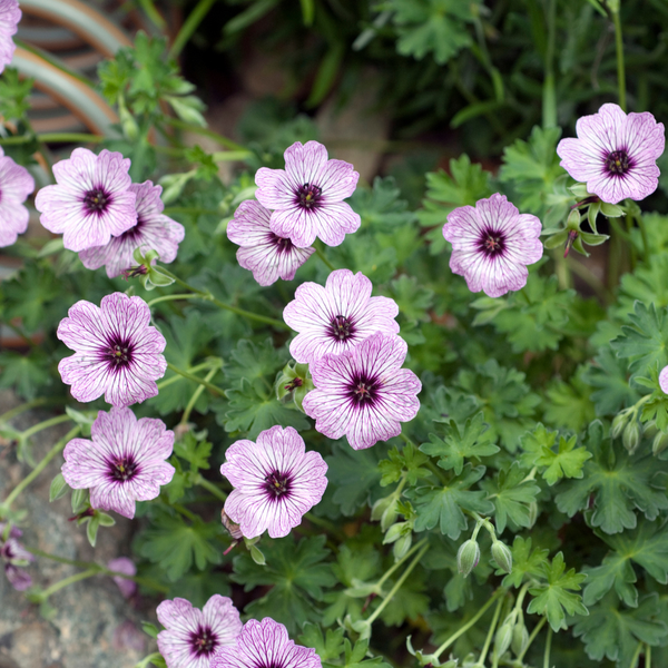 Aschgrauer Storchschnabel ‚Ballerina' – Geranium cinereum – Ansicht 7
