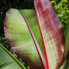 Zierbanane ‚Maurelli' – Ensete ventricosum – Ansicht 4