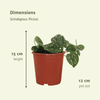 Scindapsus pictus – Ansicht 4