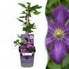 Waldrebe ‚Étoile Violette' – Clematis viticella