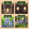 Atlantisches Hasenglöckchen – Hyacinthoides non-scripta – Ansicht 4