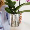 Orchidee ‚Vienna' – Phalaenopsis – Ansicht 4