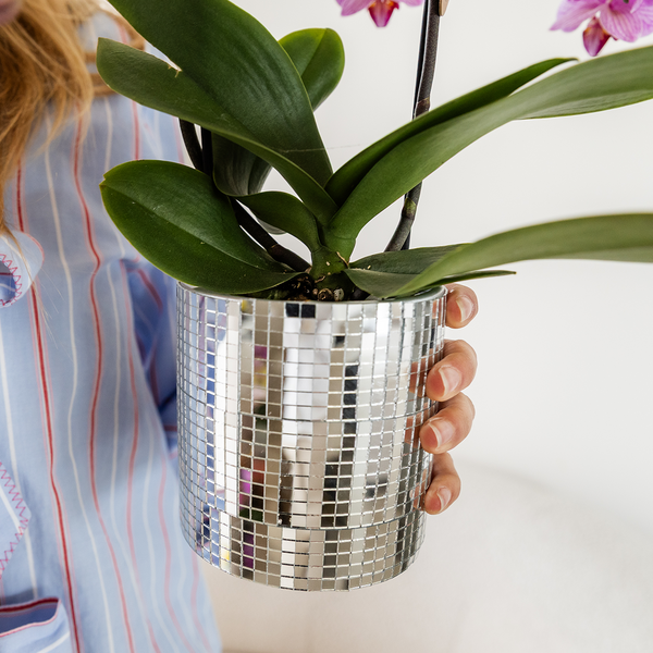 Orchidee ‚Vienna' – Phalaenopsis – Ansicht 4