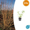 Roter Hartriegel ‚Anny's Winter Orange' – Cornus sanguinea