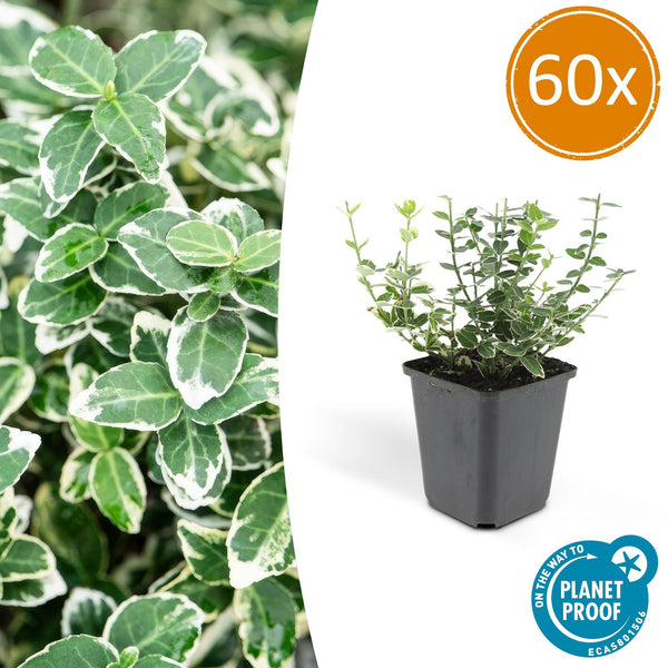 Kriechspindel ‚Emerald Gaiety' – Euonymus fortunei