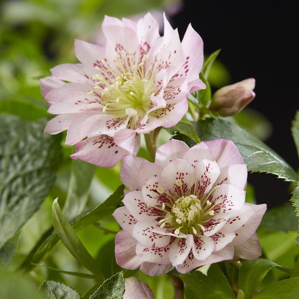 Lenzrose ‚Double Ellen Pink' – Helleborus orientalis – Ansicht 4