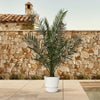 Kanarische Dattelpalme – Phoenix canariensis – Ansicht 3