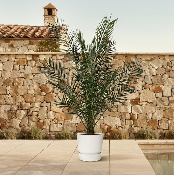Kanarische Dattelpalme – Phoenix canariensis – Ansicht 3