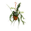 Fischgrätenkaktus – Epiphyllum anguliger