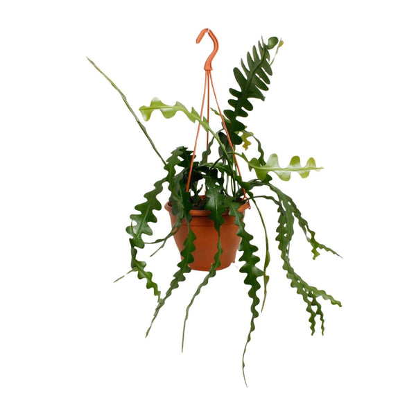 Fischgrätenkaktus – Epiphyllum anguliger
