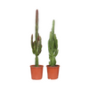 Wolfsmilch – Euphorbia