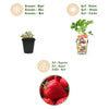Erdbeere ‚Elsanta' – Fragaria × ananassa – Ansicht 9