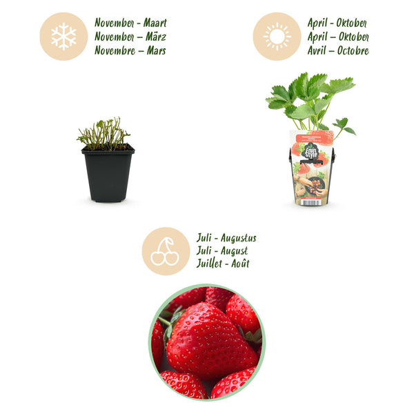 Erdbeere ‚Elsanta' – Fragaria × ananassa – Ansicht 9