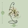 Tillandsie – Tillandsia xerographica – Ansicht 2