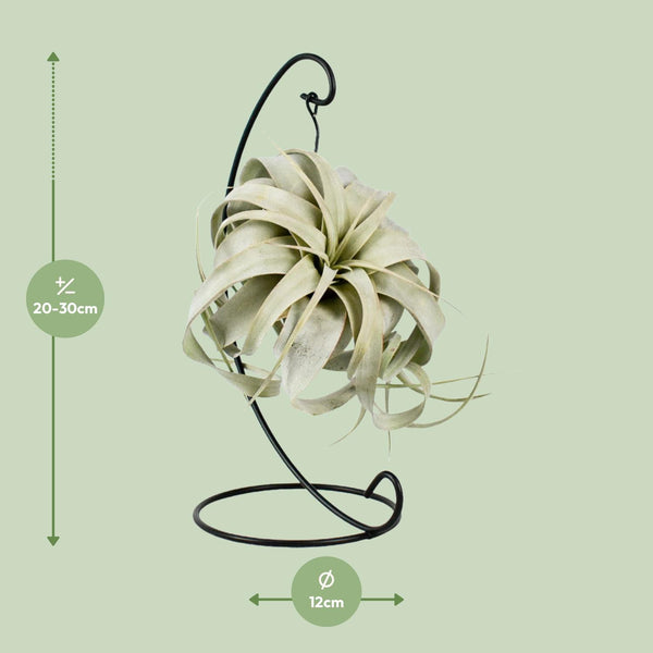 Tillandsie – Tillandsia xerographica – Ansicht 2