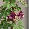 Fingerblättrige Akebie – Akebia quinata – Ansicht 3