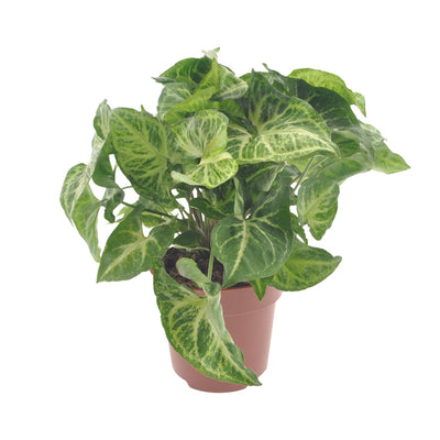 Purpurtute ‚Arrow' – Syngonium podophyllum