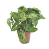 Purpurtute ‚Arrow' – Syngonium podophyllum
