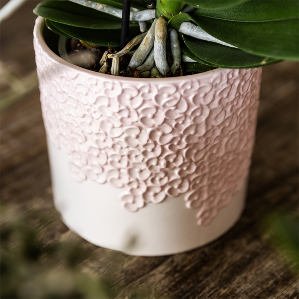 Orchideen-Set „Bloom Rosa" – Phalaenopsis mit Grünpflanze – Ansicht 4