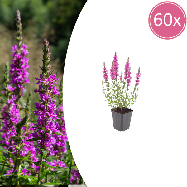 Blutweiderich – Lythrum salicaria