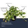 Kunstpflanze Tradescantia im Topf – Ansicht 5