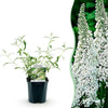 Schmetterlingsstrauch ‚White Profusion' – Buddleja davidii – Ansicht 2