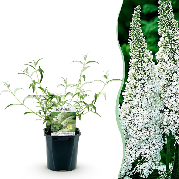 Schmetterlingsstrauch ‚White Profusion' – Buddleja davidii – Ansicht 2