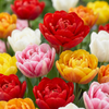Gefüllte Tulpe ‚Double Mix' – Tulipa
