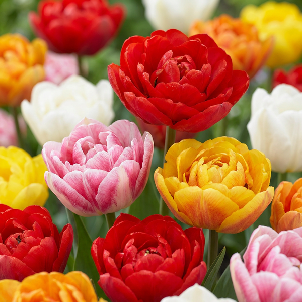 Gefüllte Tulpe ‚Double Mix' – Tulipa