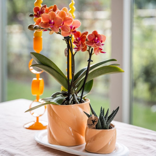 Schmetterlingsorchidee ‚Mineral Bolzano' – Phalaenopsis – Ansicht 7