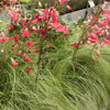 Neuseeland-Segge ‚Frosted Curls' – Carex comans – Ansicht 5