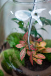 Terrarium-Pinzette aus Metall