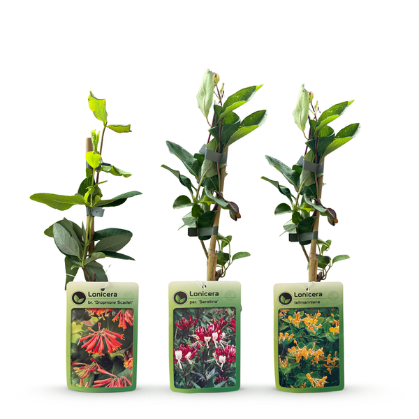 Geißblatt-Set „Tricolour“ – 3 Lonicera-Sorten – Ansicht 3
