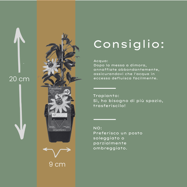 Passionsblume ‚Constance Elliott' – Passiflora caerulea – Ansicht 8