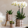 Pflanzen-Set „Cotton Sand" – Grünpflanzen mit weißer Phalaenopsis-Orchidee – Ansicht 6